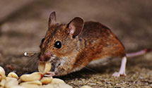 24 Hour & Emergency Exterminators in Buffalo Springs, ND